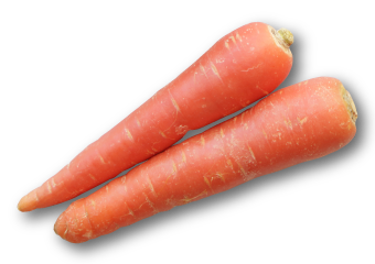 sec01_carrot1